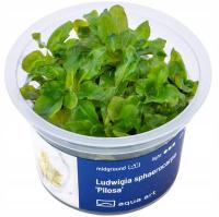 Ludwigia Sphaerocarpa Pilosa Roślina in vitro kubek