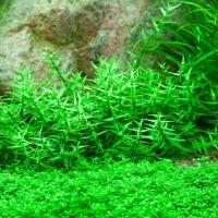 Gratiola Viscidula 15 sadzonek roślina in vitro porcja 10 sadzonek