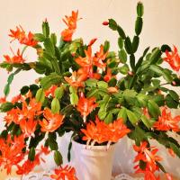 Grudnik Pomarańczowy Łososiowy Kwitnący Kaktus Ładne Sadzonki W Donicy P13