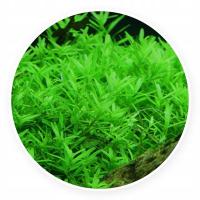 Rotala rotundifolia green [2 саженца]