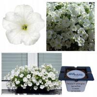 Петуния F1 White Glo типа surfinia White