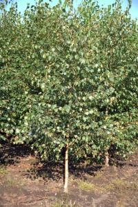 Береза рассада 150-200 см. питомник первого сорта