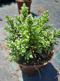 Hebe Veronica zimo зеленый кустарник на вереск клумбе рокарий