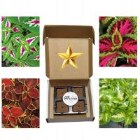 Gotowy Zestaw do uprawy na Prezent Koleusy odmiany Już wysiane nasiona