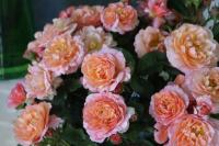 Róża ANGIELSKA HERBACIANA