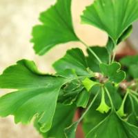 MIŁORZĄB JAPOŃSKI SADZONKA w P9