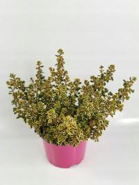 Тимьян Лимонный Тимьян Тимьян Рассада