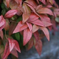 Kiścień SCARLETTA ZEBLID Do cienia Zimozielony Czerwony Duże sadzonki C3
