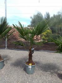 Palma mrozoodporna trachycarpus fortunei