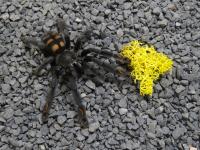 PAJĄK PTASZNIK PSALMOPOEUS IRMINIA L1/2