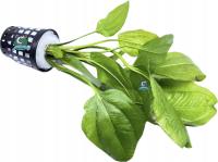 Echinodorus opacus [koszyk]