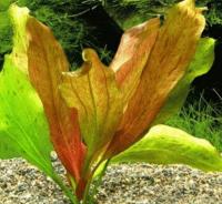 Echinodorus Ocelot - koszyk