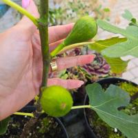 Figa Brown Turkey MROZOODPORNY owocujący krzew, poj. 2L