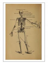 A4 Plakat retro rysunek anatomia szkielet medycyna student lekarz szpital