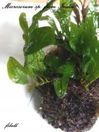 Microsorium sp. From India rarytas - od fibell