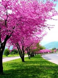 L154 Judaszowiec kanadyjski (Cercis canadensis) _ Sadzonki