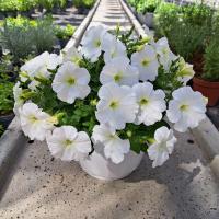 Petunia Hybrida белый для балкона подвесной цветочный горшок цветущие цветы для сада