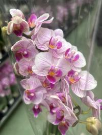 Орхидея живая JMP 40см 2 побега Multiflora нет названия