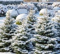 Ель Фрейзера Abies Fraseri неслыханная большая хвойная елка 180 см балот