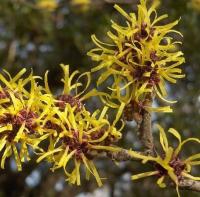 P11 гамамелис цветет зимой гамамелис