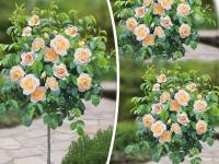 Чайная пиенна Роза 1-1519