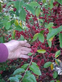 OLIWNIK BALDASZKOWY BOMBA WITAMIN MIODODAJNY ULE 2sadzonki