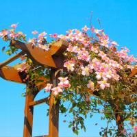 CLEMATIS MONTANA MAYLEEN-ЦВЕТУЩИЙ КЛЕМАТИС РОЗОВЫЙ