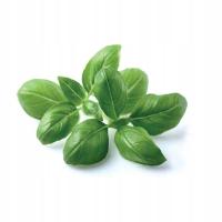 Click and Grow sadzonki Bazylia 3szt