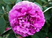 Róża Koszuty duże jasnoróżowe kwiaty pachnąca roślina ogrodowa