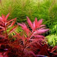 Proserpinaca palustris Cuba (in-vitro) puszka 7cm TROPICA 12GROW