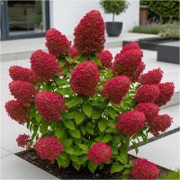 Гортензия букетная сильная вишнево-Красная-эффектное изменение цвета P9