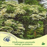 Hortensja pnąca - Hydrangea Anomala subsp. petiolaris
