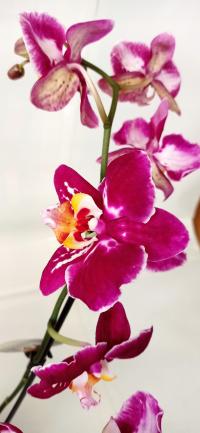 Фаленопсис орхидея 11