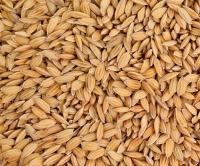 Рис Пэдди 10 кг корм для голубей попугаев птиц грызунов премиум MDM колодки