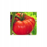 Nasiona Pomidor Malinowy Olbrzym 1g ponad 250 nasion bez GMO