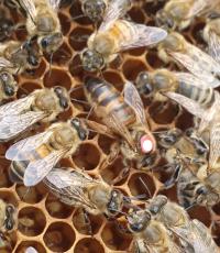 Matki pszczele unasiennione Buckfast Kaukaski