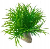 РАСТЕНИЕ ИСКУССТВЕННОЕ РАСТЕНИЕ ДЛЯ АКВАРИУМА ВЫС. 8 см