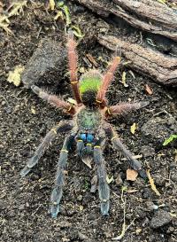 Ephebopus cyanognathus l2