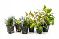 INVITAL коллекция растений для аквариума до 50 литров 6 растений