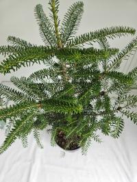 Пихта корейская 105см-декоративное хвойное дерево для сада C5