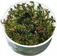 Rotala sp. Vietnam roślina w kubeczku 10cm