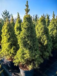 Picea glauca CONICA SPEEDY-ель Белая, крупный плотный саженец
