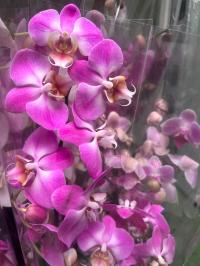 Орхидея живая JMP 2 побега 60см