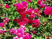 Róża pnąca różowa drobne kwiaty różowe drobnokwiatowa szybko rośnie sadzonk