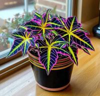 KOLEUS КРАПИВА МАГИЧЕСКИЕ СЕМЕНА .