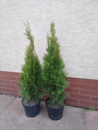 Туя Изумруд 60см