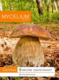 Подберезовик усыпанный мицелием лесные грибы Mycelium