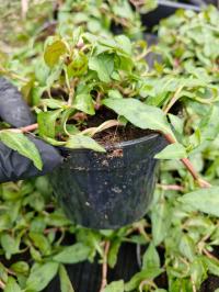 ВЬЕТНАМСКАЯ КОРИАНДРОВАЯ ТРАВА ПРИПРАВА РАССАДА ЗЕЛЕНЫЙ ЗЕЛЕНЫЙ ДОМ