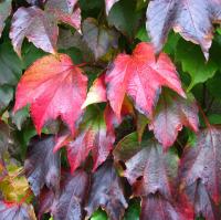 Виноград трехлопастный PARTHENOCISS VEITCHII 2L