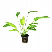 Echinodorus Tricolor Roślina do Akwarium Koszyk